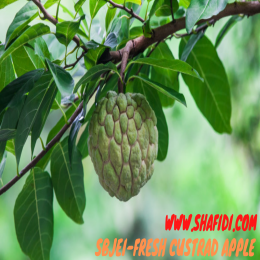 SBJEI-FRESH CUSTRAD APPLE